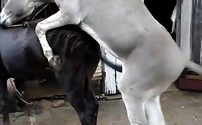 兽性视频,动物色情