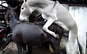 eläinperäisyyden videoita,eläinpornoa