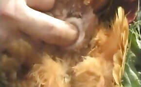chicken,sex with animal