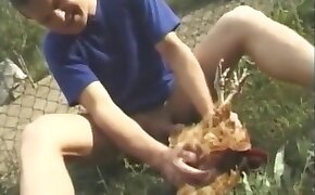 chicken,bestiality porn