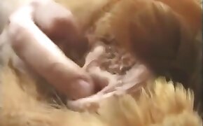 kylling,beistialitet videoer