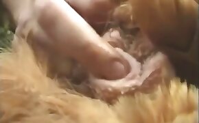 polla,pollo