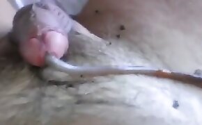 worms,animal porn