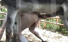 sex with animal,beastiality videos