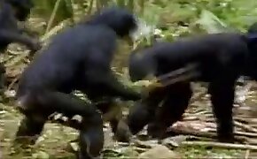 야수 동영상,동물원 섹스 포르노