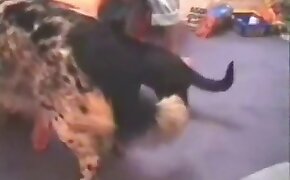 dog porn,beastiality videos