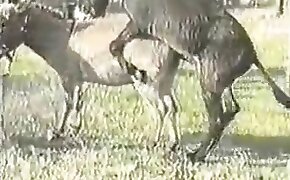 animal porn,bestiality porn