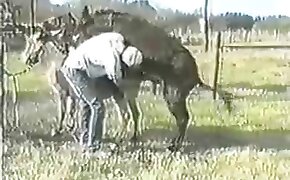 animal porn,bestiality porn