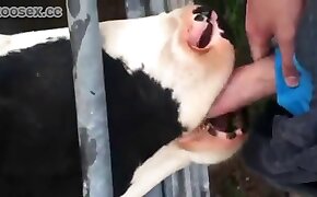동물원 포르노 동영상,수간 포르노