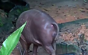 sexe avec un animal,porno bestialité