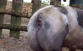 pig,beastiality videos