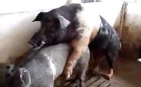 zoo porn videos,bestiality porn