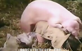 bestiality porn