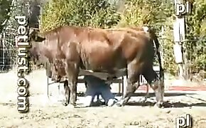 horny,beastiality videos