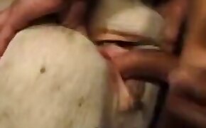 mare,beastiality videos