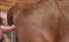aukko,eläinperäisyyden videoita