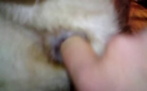 dog porn,zoo fuck porn