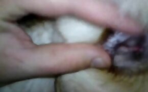dog porn,zoo fuck porn