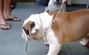 dog porn,zoo fuck porn