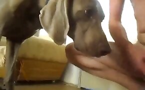 psí porno,dívky kurva zvířata