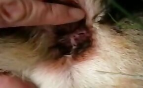 dog porn,zoo fuck porn