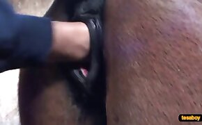fisting,gay zoophilia