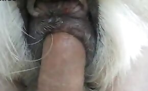 cock,horse sex