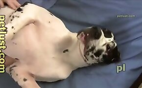 kynilingus,eläinperäisyyden videoita