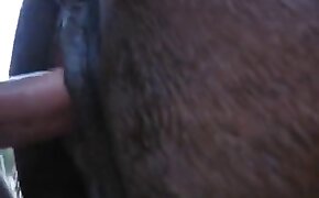 cock,horse sex