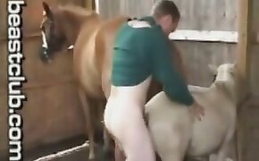 mare,pony