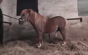 pony,animal porn