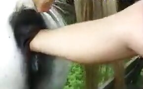 horse sex,sex with animal