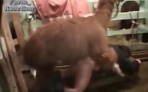 zoo porn videos,bestiality porn