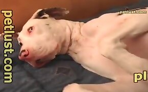 animal porn,zoo porn videos