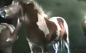 cock,animal porn