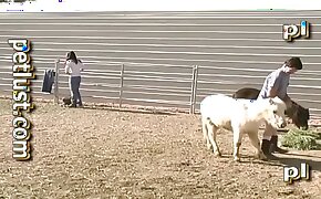 animal porn,zoo porn videos
