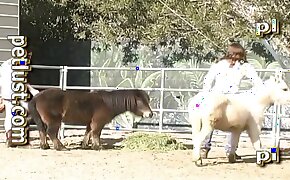 animal porn,zoo porn videos