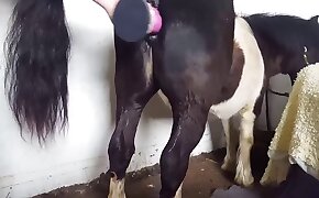 兽交色情片,免费的动物园色情