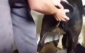 bestiality porn,free zoo porn