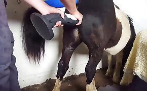 bestiality porn,free zoo porn