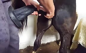 porno bestialité,porno zoo gratuit