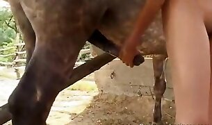 horse porn, dicks and cocks