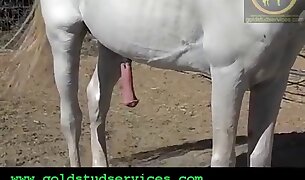 beastiality porn