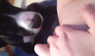 dog porn