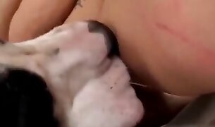 beastiality porn