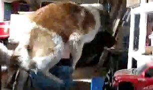 sexe animal anal
