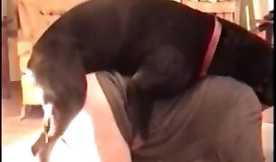 zoophilia fuck porno