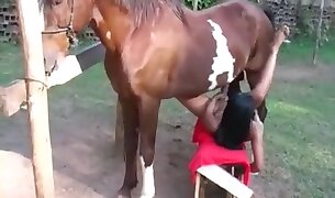 лошадиное порно