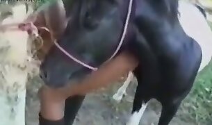 animal fucks girl