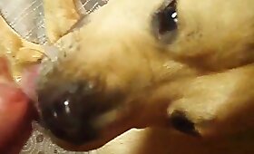 ragazzo scopa animale, video di cazzo di zoo